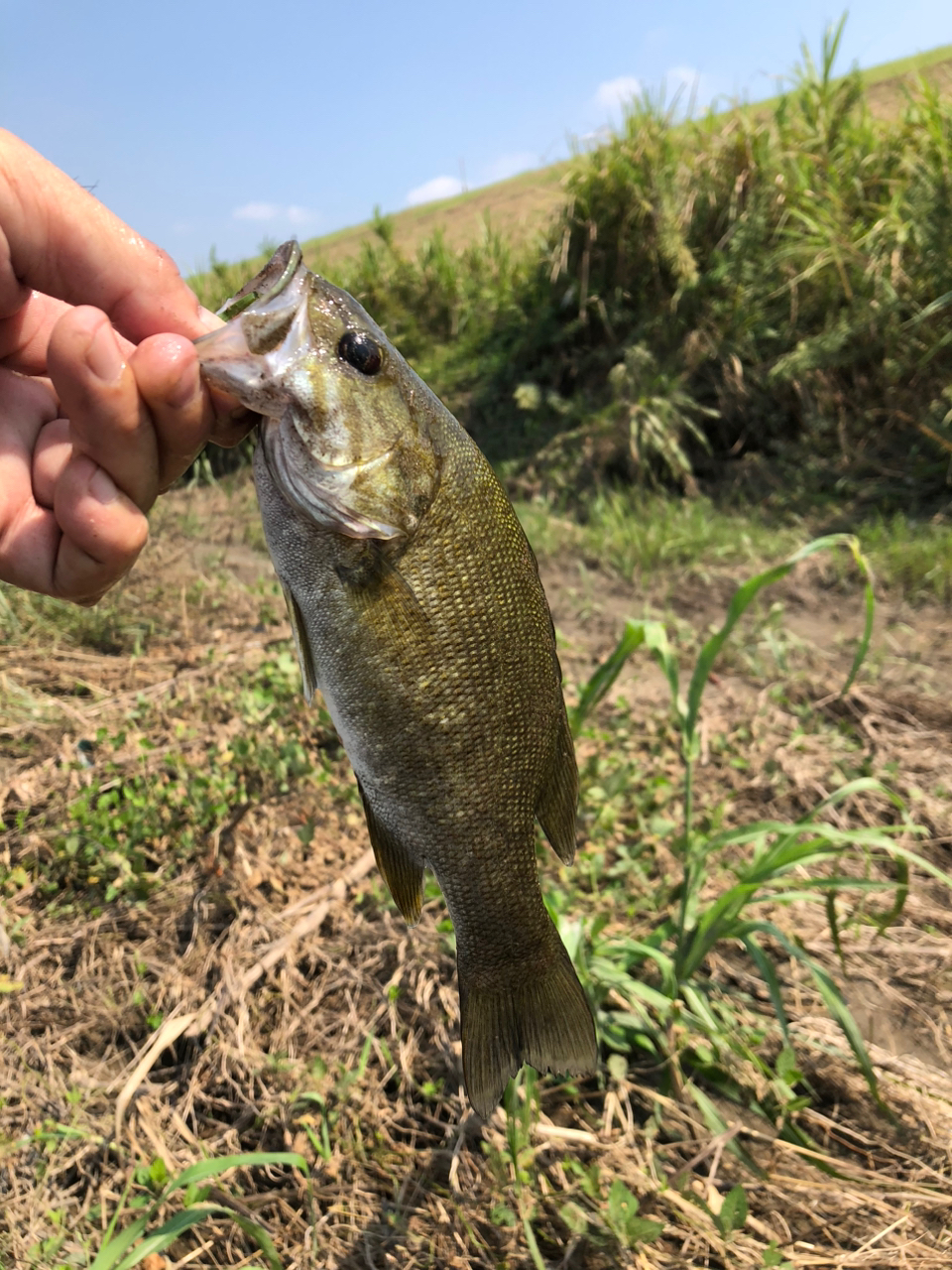 スモールマウスバス