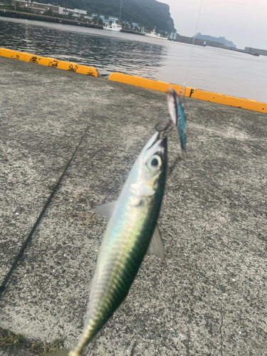 サバの釣果