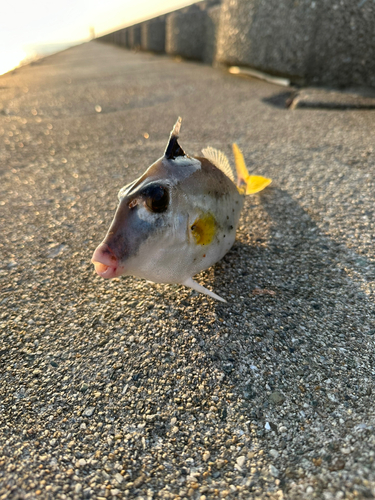 キスの釣果