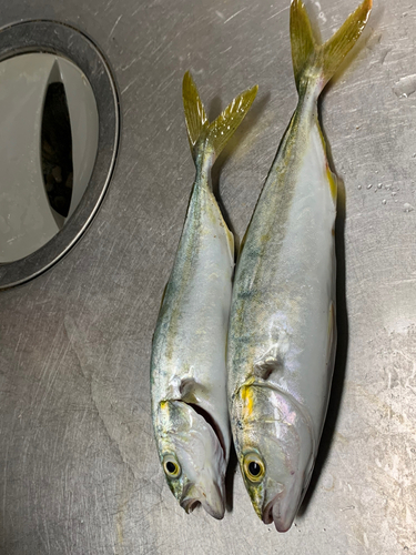 ツバスの釣果