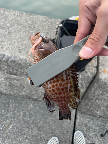 オオモンハタの釣果