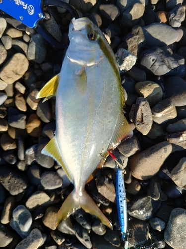 ショゴの釣果