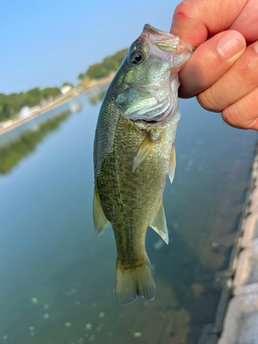 ラージマウスバスの釣果