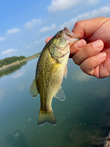 ラージマウスバスの釣果