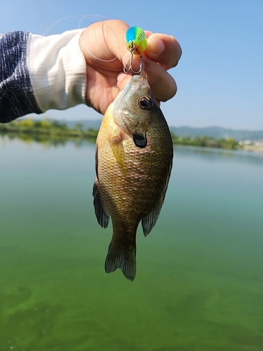 ブルーギルの釣果