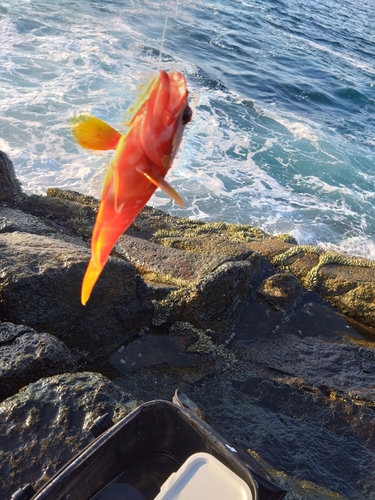 アカハタの釣果