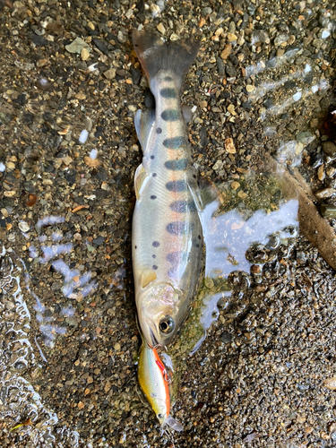 ヤマメの釣果