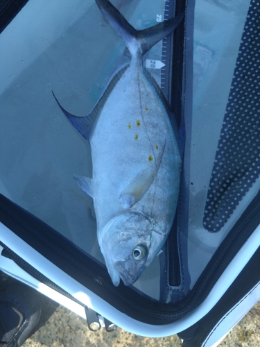 ナンヨウカイワリの釣果