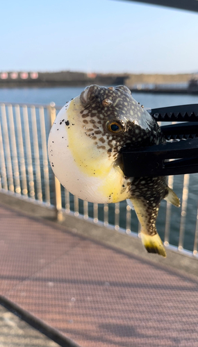 クサフグの釣果