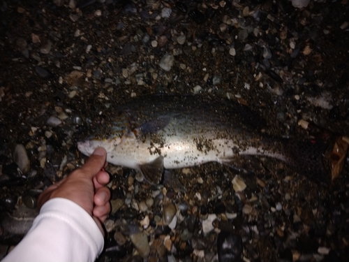 コロダイの釣果