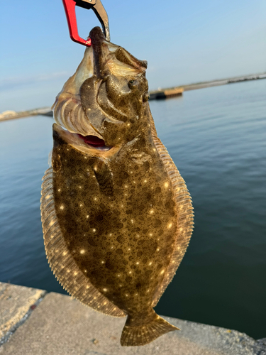 ヒラメの釣果