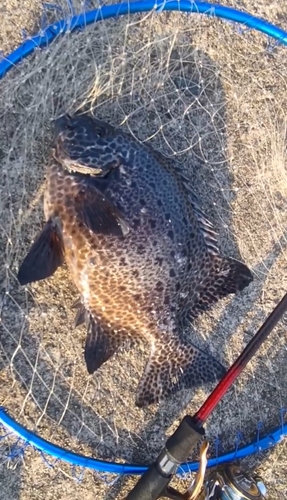 イシガキダイの釣果