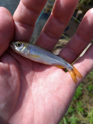 カワムツの釣果