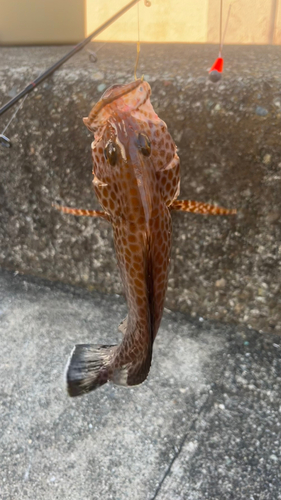 オオモンハタの釣果