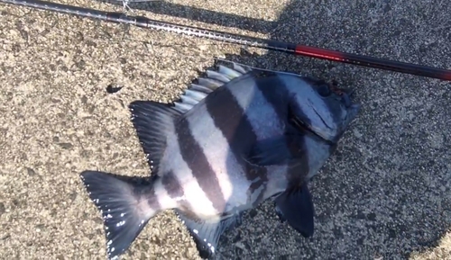 イシダイの釣果