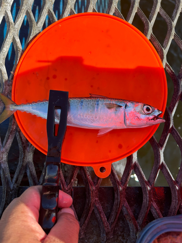 サバの釣果