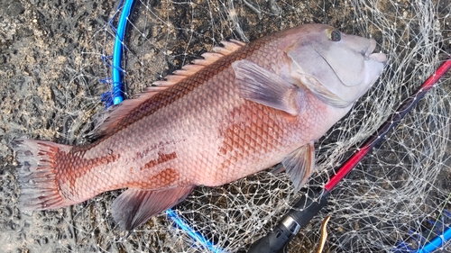 コブダイの釣果