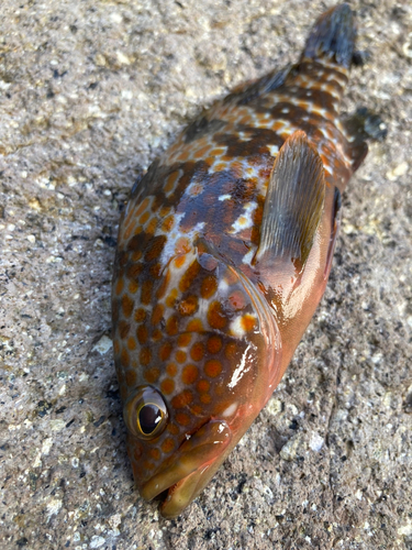 アコウの釣果