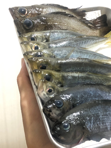 釣果