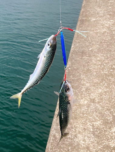 サバの釣果