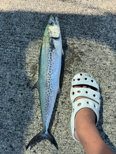 サゴシの釣果