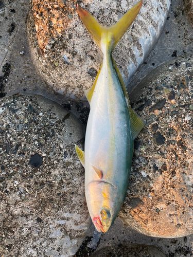 ワカシの釣果