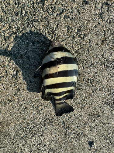 シマダイの釣果