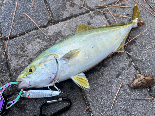 ヤズの釣果