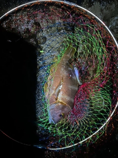 シブダイの釣果