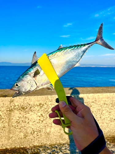 スマカツオの釣果