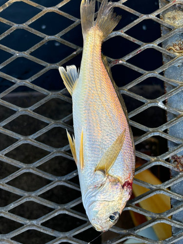 イシモチの釣果