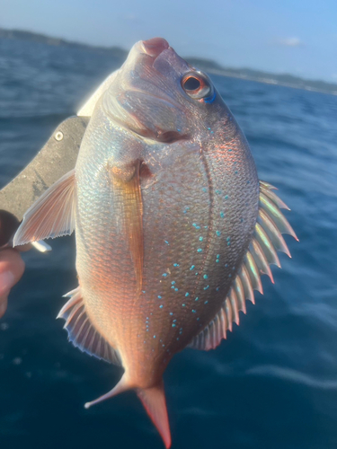 アマダイの釣果