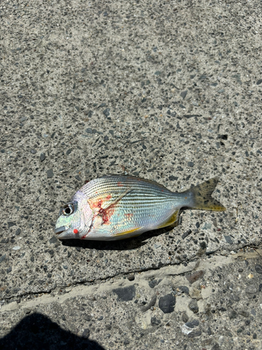 チダイの釣果