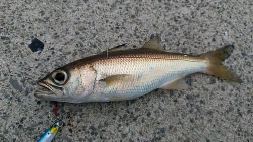 ムツの釣果