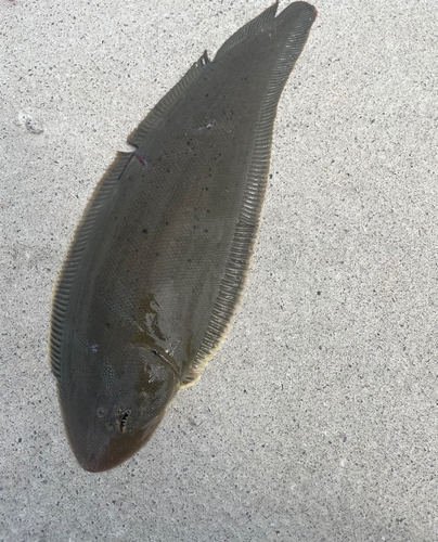 シタビラメの釣果