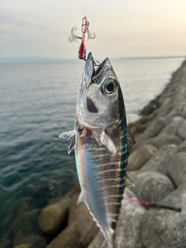 ヨコワの釣果