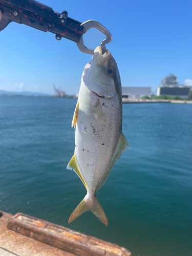 ショゴの釣果