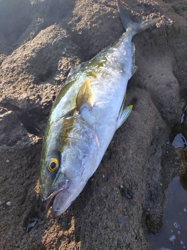 ヒラマサの釣果