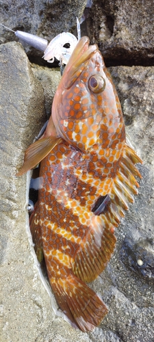 アコウの釣果