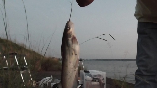 アメリカナマズの釣果