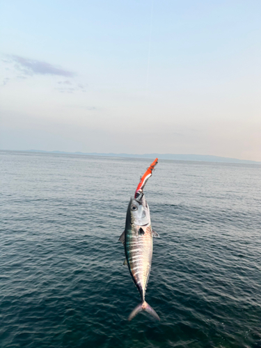 ヨコワの釣果