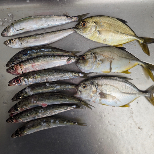 ウルメイワシの釣果