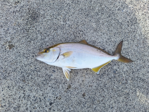 ショゴの釣果