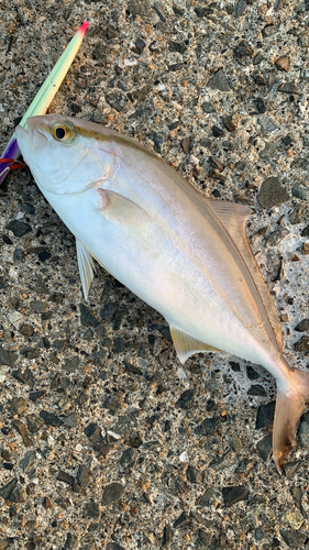 カンパチの釣果