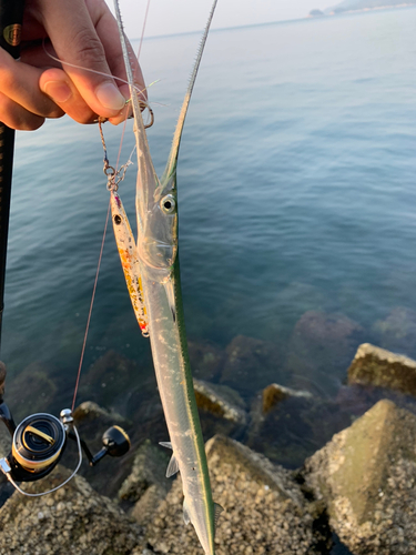 ダツの釣果