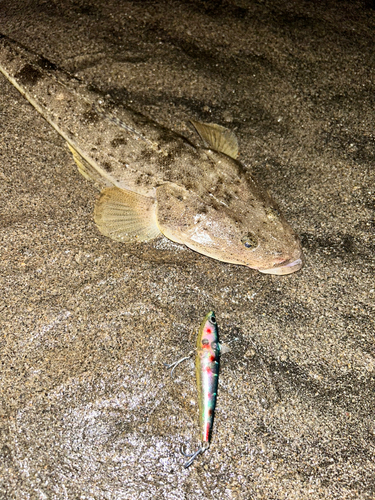 マゴチの釣果