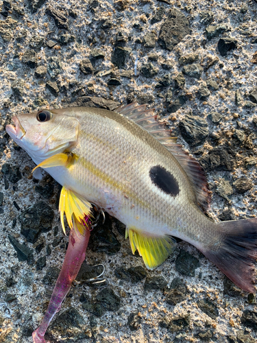 イッテンフエダイの釣果