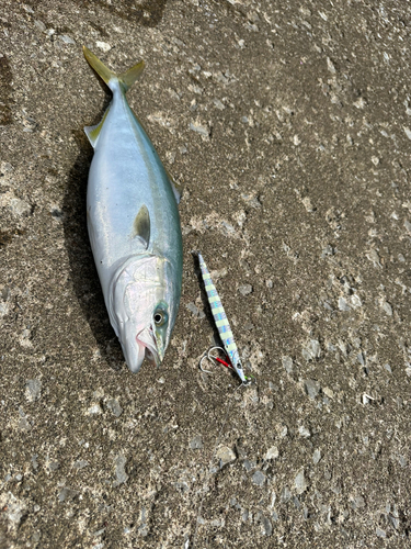 ショッコの釣果