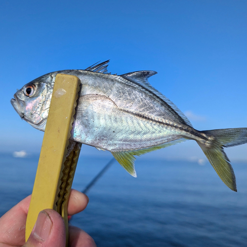 メッキの釣果