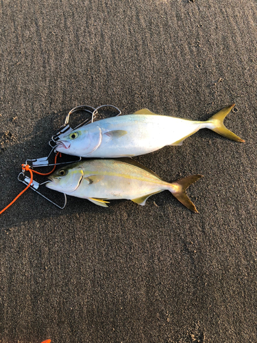 ショゴの釣果